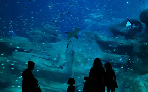Silhouetten bekijken een groot aquarium in Aquarium de Paris gevuld met vissen, rotsen en een zwemmende haai.