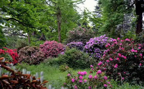 Weelderige tuin in Arboretum de Chèvreloup met roze en paarse bloemstruiken, hoge bomen en dicht gebladerte.