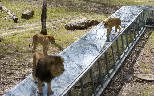 Leeuwen lopen op en rond een glazen tunnel in een buitenverblijf met bomen en rotsen bij Safari de Thoiry.