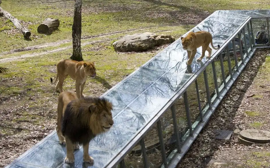 Львы идут рядом со стеклянным туннелем в открытом вольере с деревьями и камнями. Львы идут рядом со стеклянным туннелем в открытом вольере с деревьями и камнями.