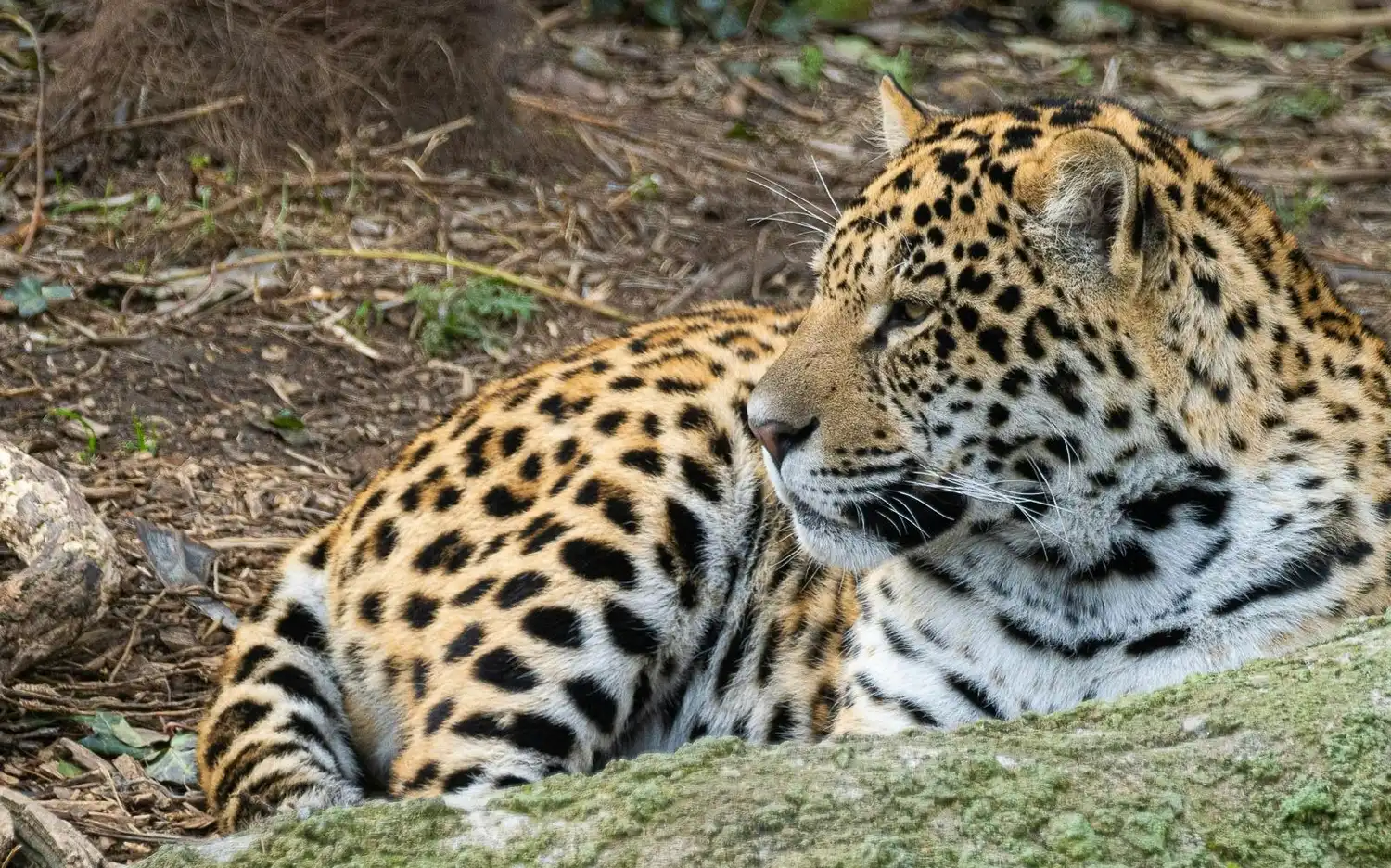 Jaguary odpoczywają i badają swój naturalistyczny, bujny wybieg w Parrot World - The Immersive Animal Park.