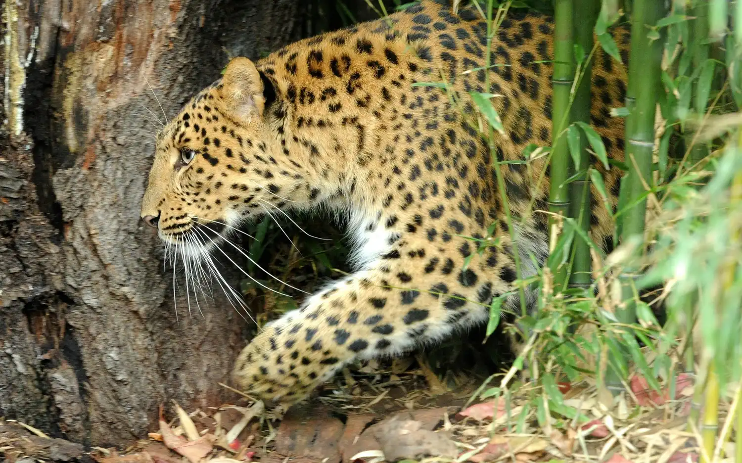 Un léopard rôde dans le feuillage près d'un tronc d'arbre.