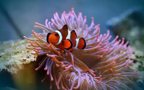 Een oranje anemoonvis gluurt uit roze tentakels in een aquarium bij SEA LIFE Parijs Val d'Europe.
