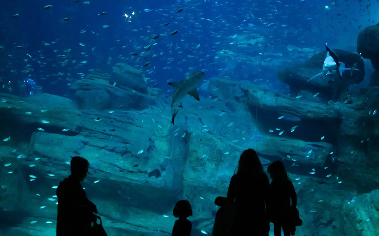 Silhouetted people observe a large aquarium filled with fish, rocks, and a shark. Silhouetted people observe a large aquarium filled with fish, rocks, and a shark.
